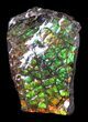 Brilliant Iridescent Ammolite With Display Case #31691-1
